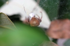 Cyrtophora crassipes