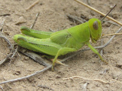 Melanoplus packardii