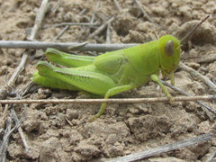 Melanoplus packardii