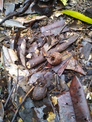 Elaeocarpus bancroftii