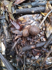 Elaeocarpus bancroftii