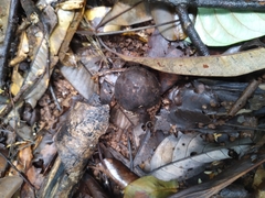 Elaeocarpus bancroftii