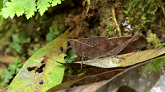 Colpolopha latipennis