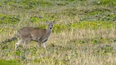 Odocoileus virginianus ustus