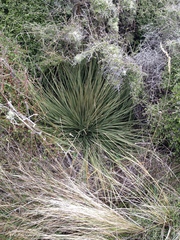 Aciphylla subflabellata