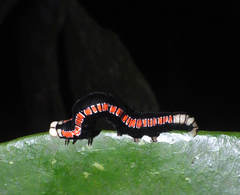 Oraesia nobilis