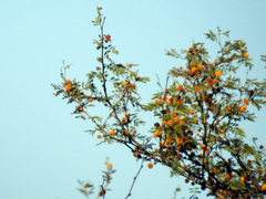 Vachellia caven