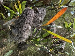 Banksia aemula