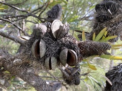 Banksia aemula