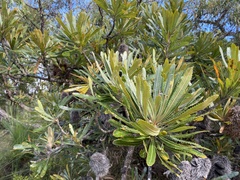 Banksia aemula