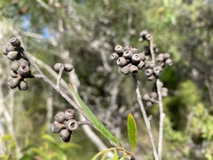 Eucalyptus conglomerata