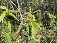 Eucalyptus conglomerata