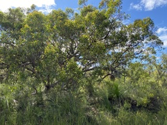 Eucalyptus conglomerata