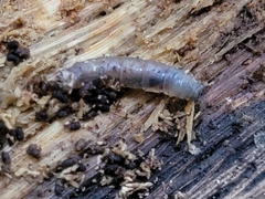 Scolecocampa