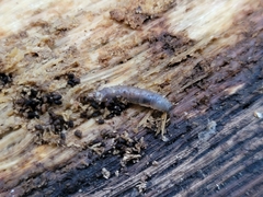 Scolecocampa