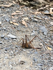 Pachyrhamma acanthocerum