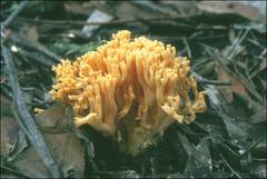 Ramaria capitata ochraceosalmonicolor