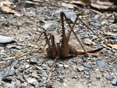 Pachyrhamma acanthocerum