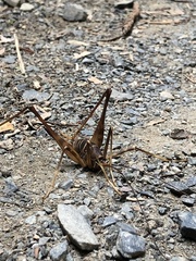 Pachyrhamma acanthocerum