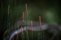 Allocasuarina zephyrea