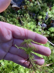 Leucolepis
