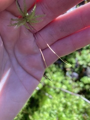 Leucolepis