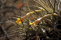Tillandsia ixioides
