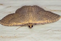 Chrysolarentia microcyma