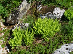 Athyrium americanum