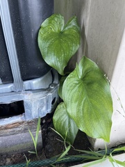 Zantedeschia aethiopica