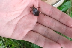 Appasus japonicus