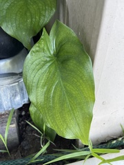 Zantedeschia aethiopica