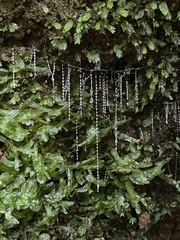 Arachnocampa luminosa