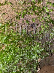 Arachnocampa luminosa