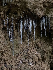 Arachnocampa luminosa