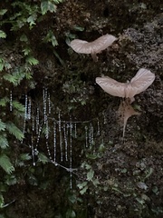 Arachnocampa luminosa