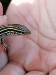 Aspidoscelis uniparens