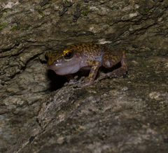 Eleutherodactylus marnockii