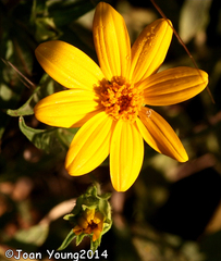 Aspilia mossambicensis