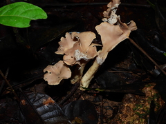 Clavulina craterelloides