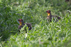 Pternistis leucoscepus