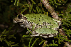 Hyla chrysoscelis