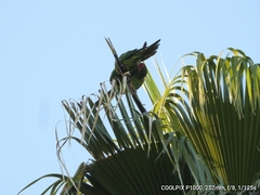 Psittacara mitratus