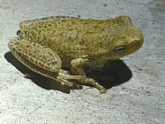 Boana cordobae