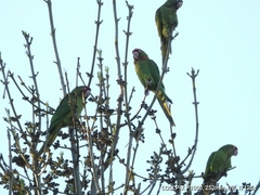Psittacara mitratus
