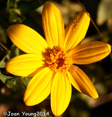 Aspilia mossambicensis