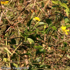 Aspilia mossambicensis