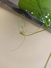 Cucumis