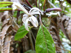 Clermontia parviflora