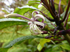 Clermontia parviflora